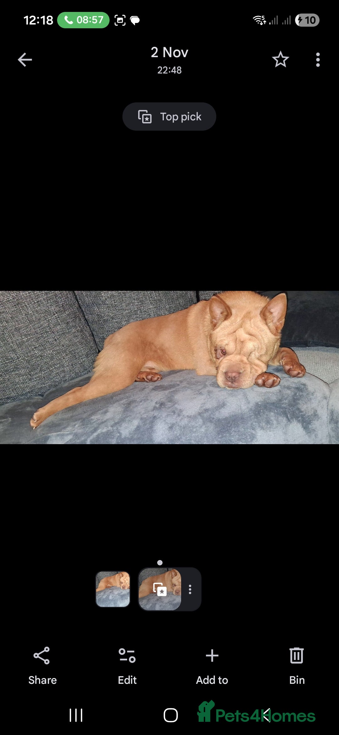 Mixed Breed dogs for sale: Stunning little beauty  - Advert 3