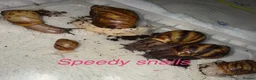 Snails invertebrates for sale: Ovum snails  - Advert 3