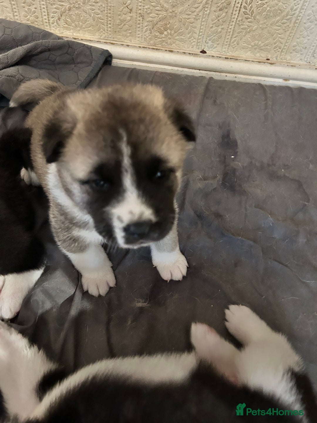Akita dogs for sale: Akita Puppies for Sale - Advert 14
