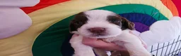 English Springer Spaniel dogs for sale: KC Homebred Health Tested Vet Social Pups 🩷 - Advert 26