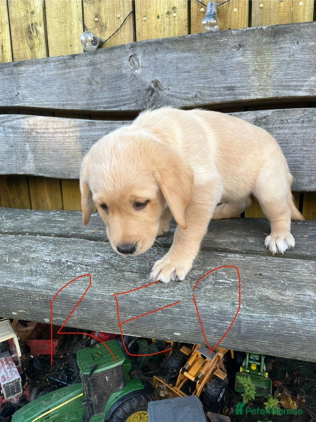 Labrador Retriever dogs for sale: Lovely Labrador pups - Image 27