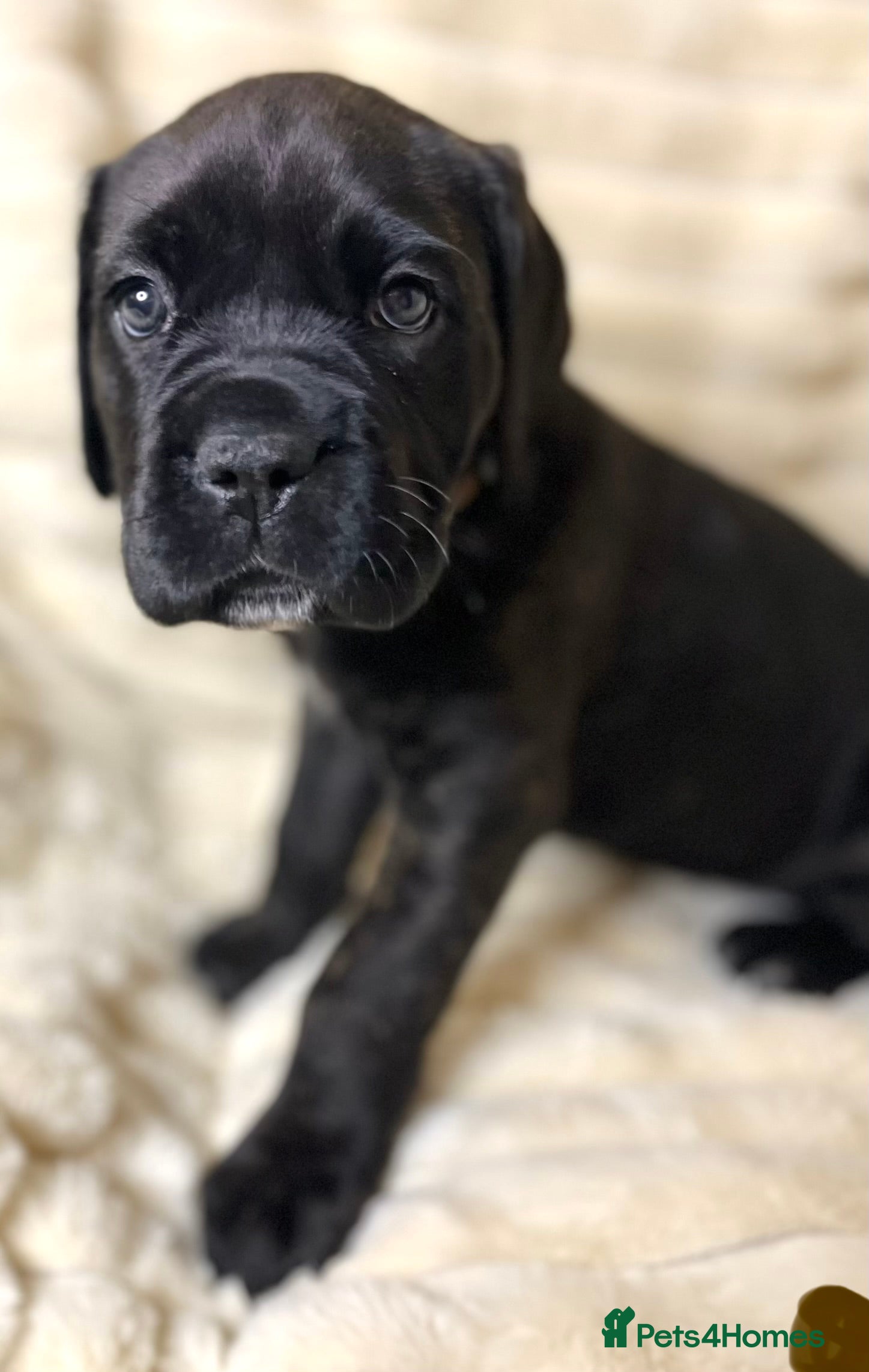 Cane Corso dogs Cane Corso Puppies  - Advert 3