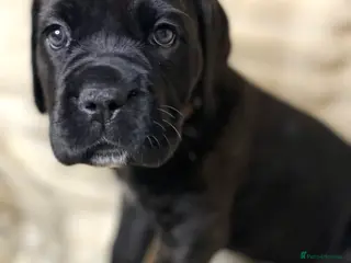 Cane Corso dogs Cane Corso Puppies - Advert 6