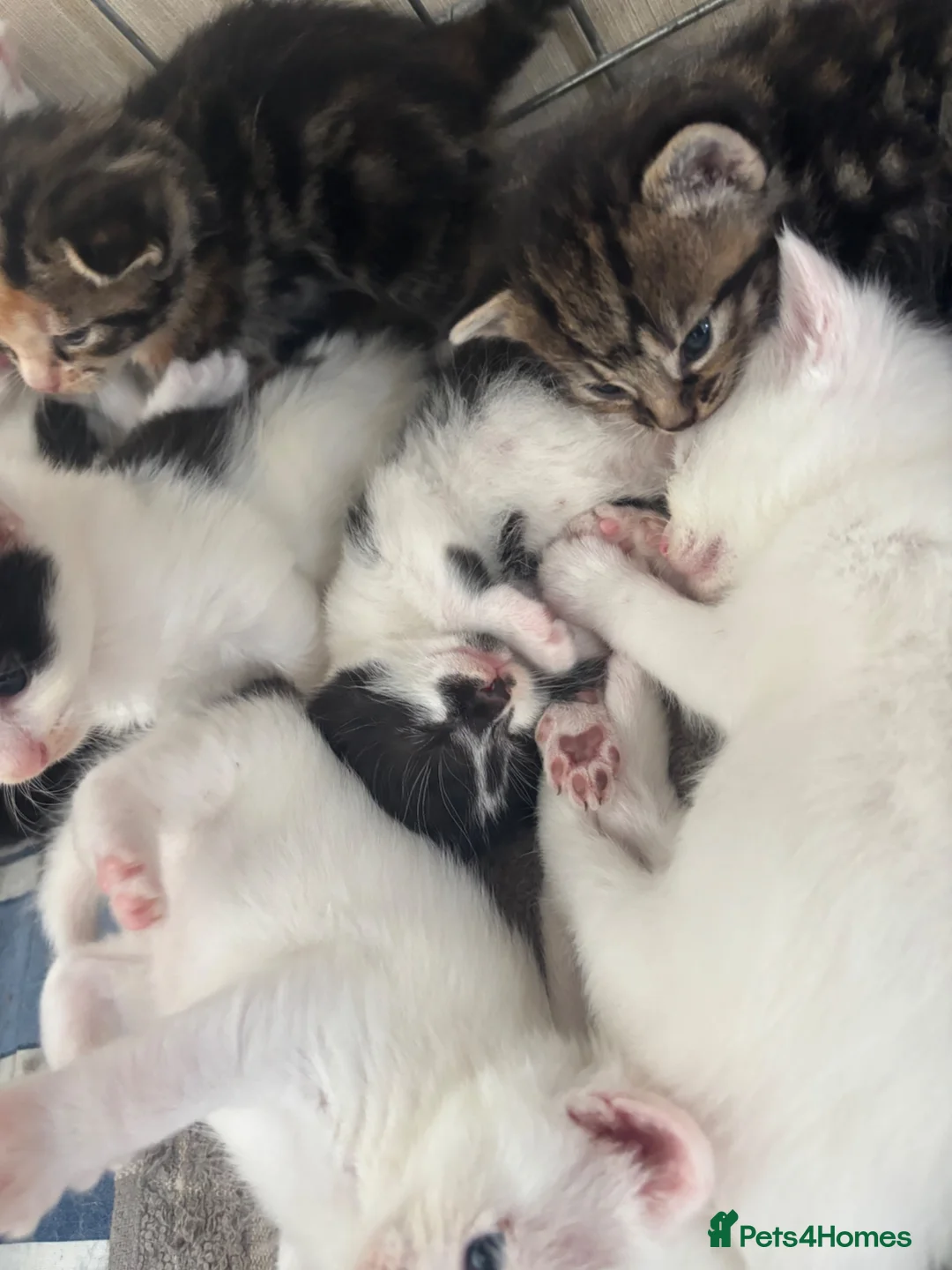 Mixed Breed cats for sale: 6 kittens available  - Advert 1