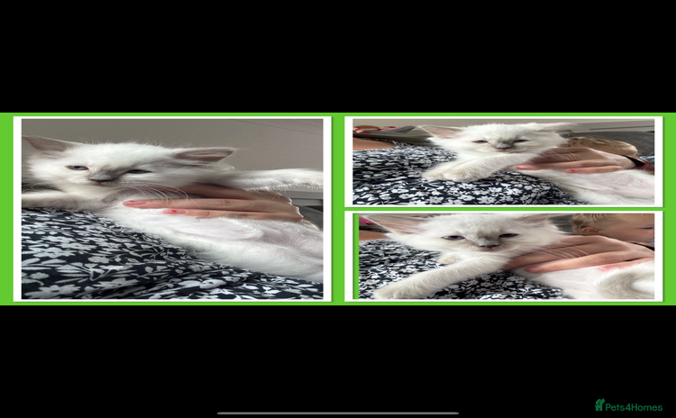 Ragdoll cats - Advert 4