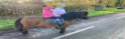 Shetland pony horses for sale: Child’s best friend  in Burton-on-Trent - Advert 16