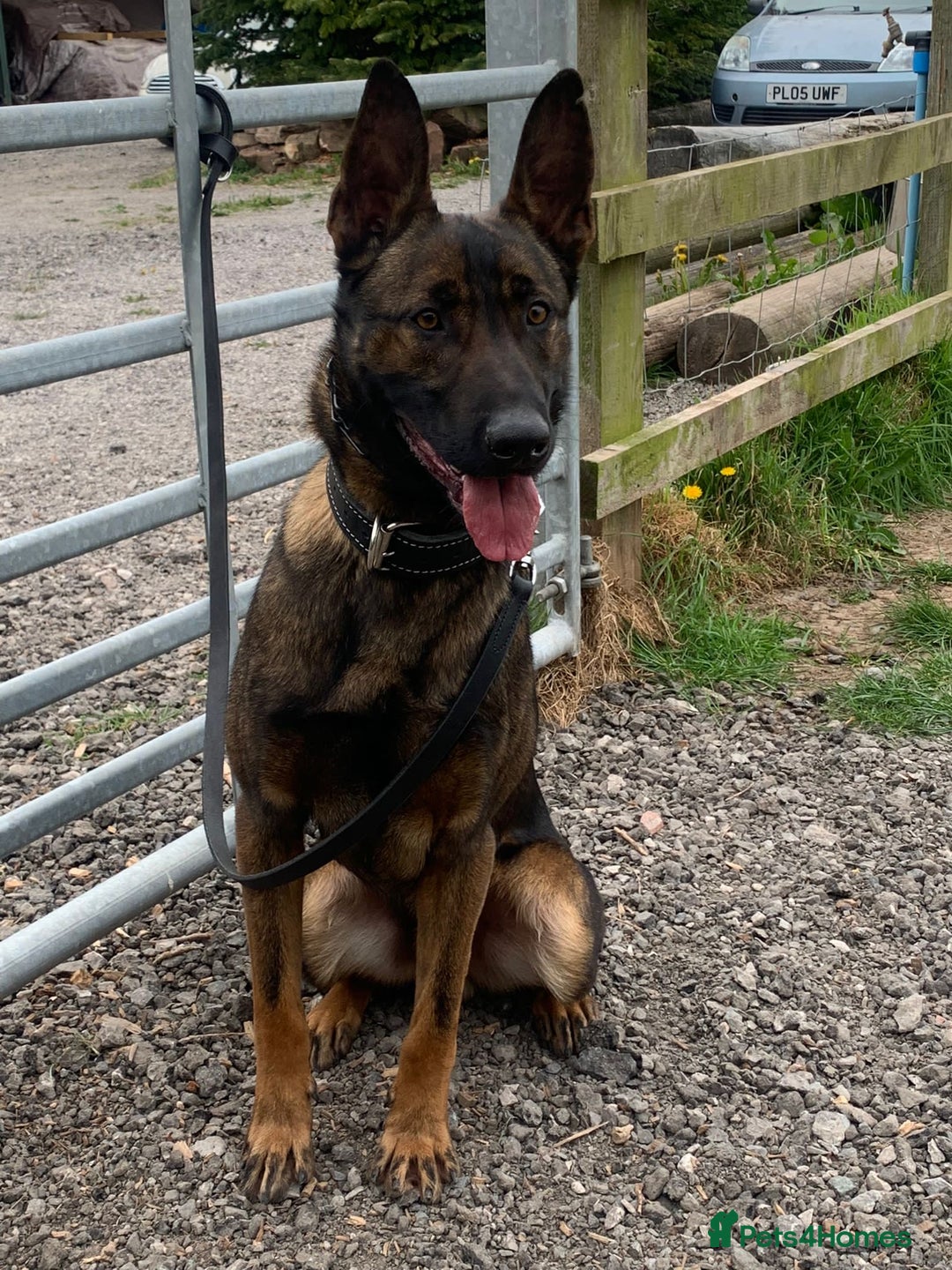 Belgian Shepherd Dog dogs for stud: SERIOUS SIRUS  - Advert 5