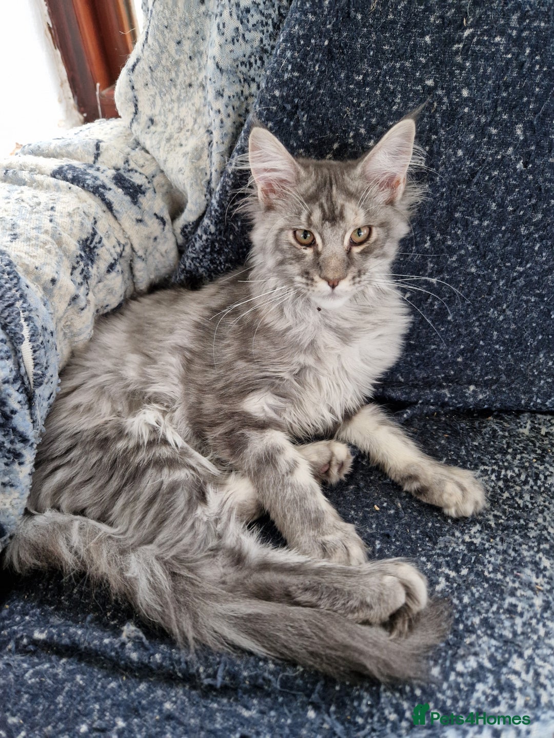 Maine Coon cats for sale: Gorgeous maine coon babies - Advert 21