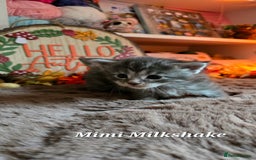 Maine Coon cats for sale: Stunning Xl Mainecoon Kittens  - Image 8