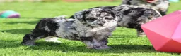 Cockapoo dogs for sale: Beautiful Cockapoo puppies for sale  - Advert 21