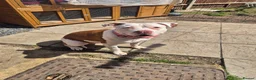 American Bulldog dogs for sale: Looking for a new home - Advert 3