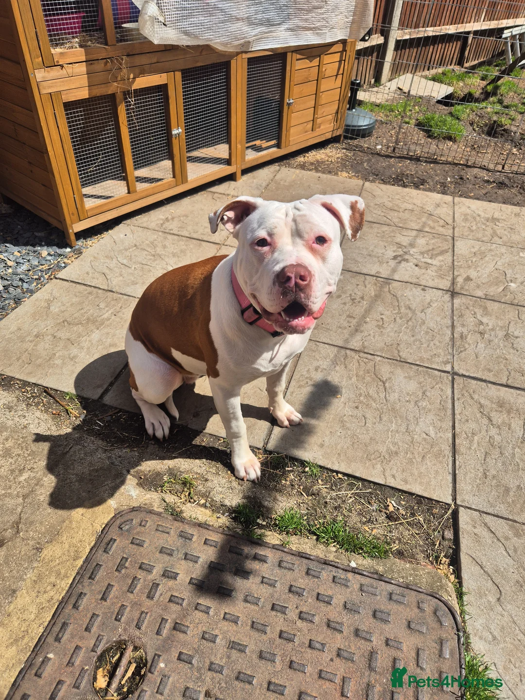 American Bulldog dogs for sale: Looking for a new home - Advert 3