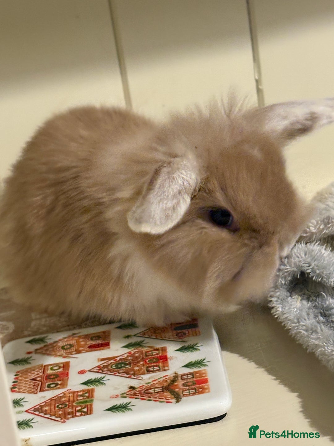 Mini Lop rabbits for sale: Vaccinated/raised indoors, mini lops and lion lop  - Advert 17