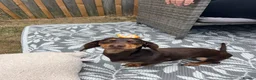 Dachshund dogs for sale: 2 year old Dachshund for sale  - Advert 5