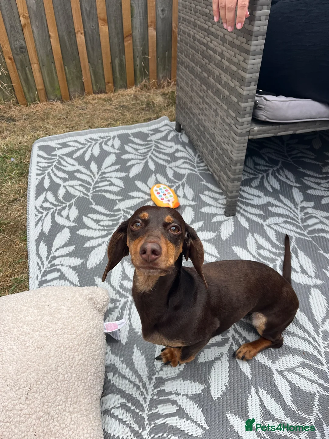 Dachshund dogs for sale: 2 year old Dachshund for sale  - Advert 5