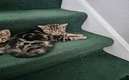 American Shorthair cats for sale:   American Shorthairs for sale  - Image 2