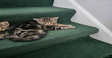 American Shorthair cats - Advert 2