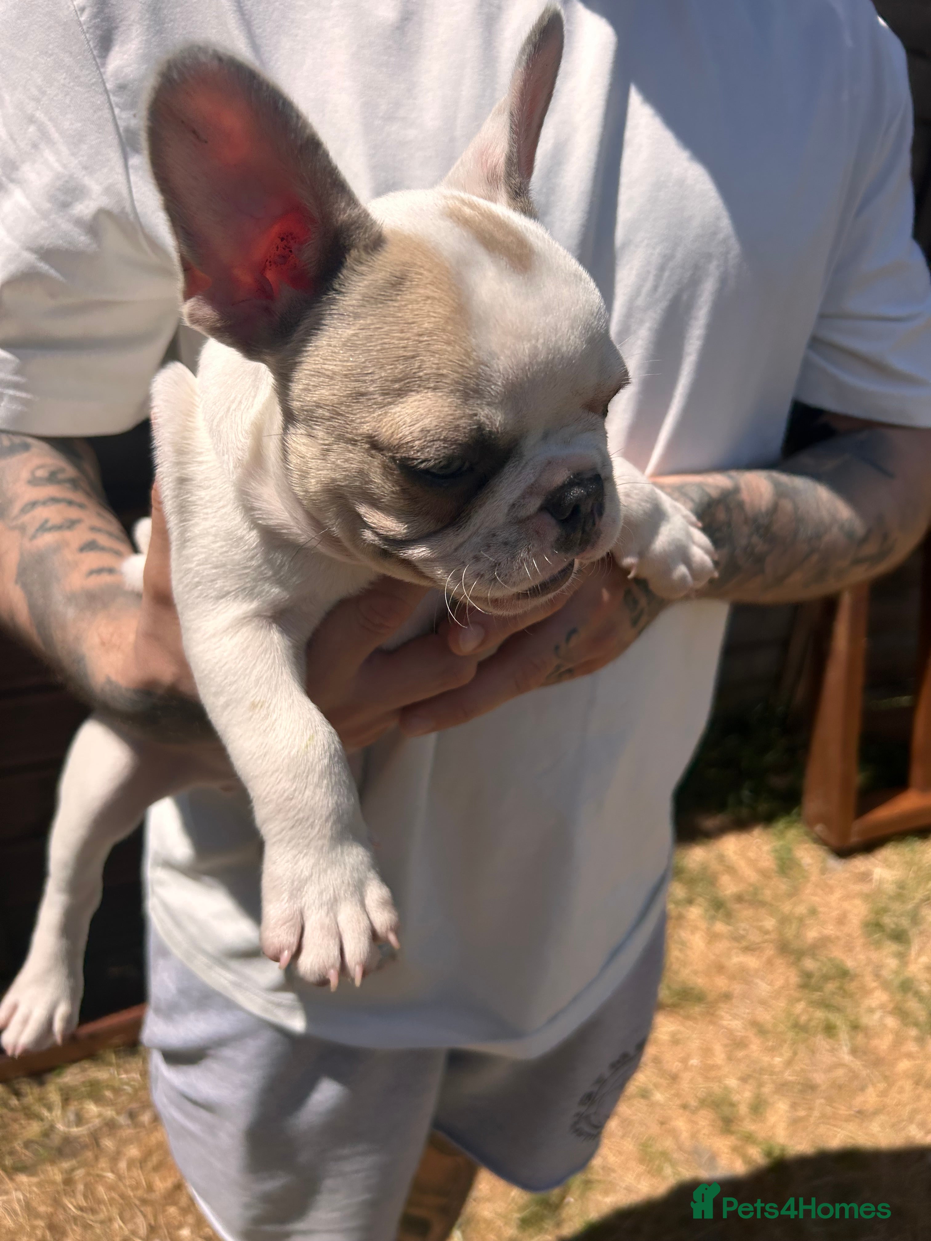 French Bulldog dogs for sale: DWKC French bulldog puppies  - Advert 26