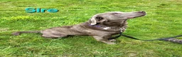 Labrador Retriever dogs for sale: Gorgeous Chocolate Labrador Puppies  - Advert 21