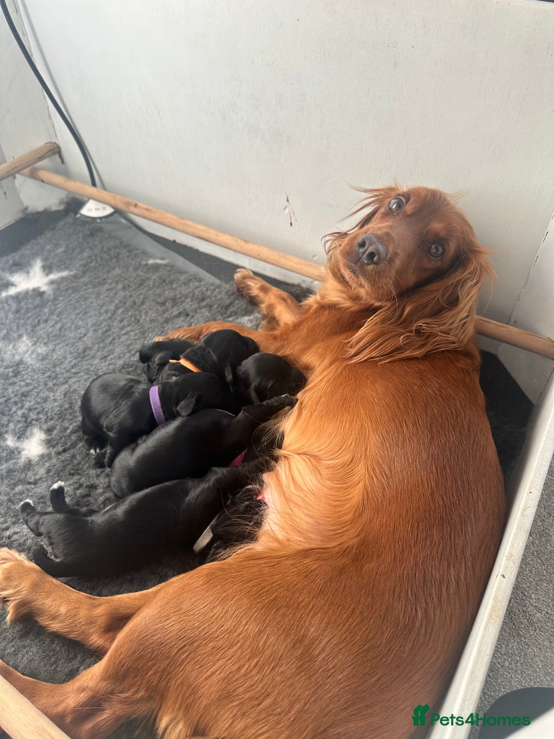 Cocker Spaniel dogs for sale: KC reg working cocker spaniels  - Image 8
