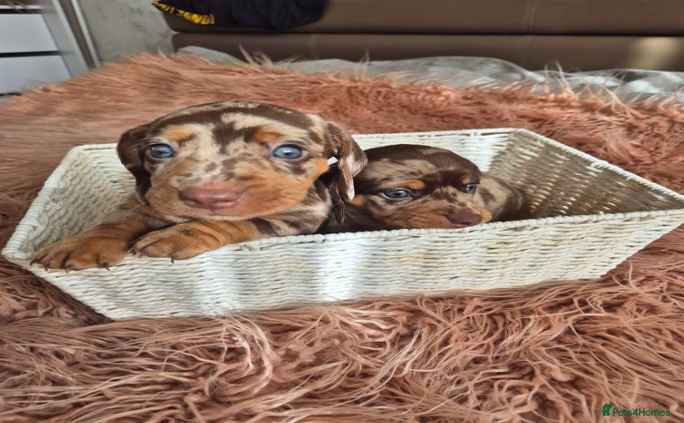 Dachshund dogs - Advert 6