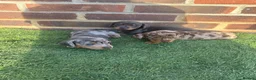 Miniature Dachshund dogs for sale: Beautiful miniature dachshund puppies  - Advert 4