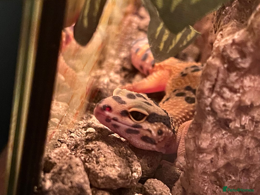 Gecko reptiles for sale: Green and Tangerine Leopard Gecko - Juvenile  - Image 4