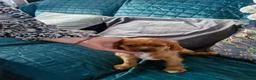 Cavalier King Charles Spaniel dogs for sale: KC reg health tested Cavalier King Charles puppies - Advert 18