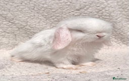 Mini Lop rabbits for sale: STUNNING PUREBRED MINI LOP BABY GIRLS AND BOYS - Image 4
