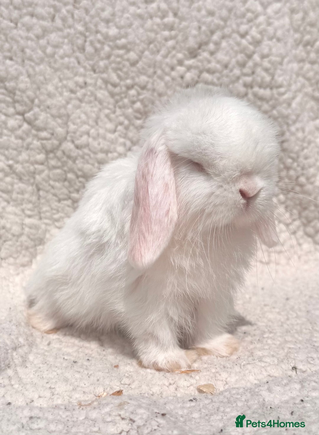 Mini Lop rabbits for sale: STUNNING PUREBRED MINI LOP BABY GIRLS AND BOYS - Image 4