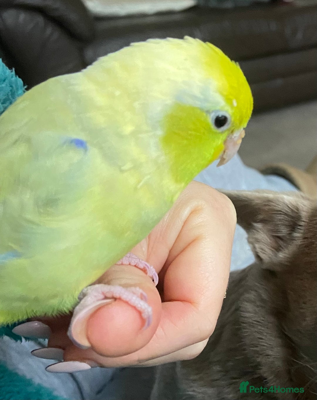 Parakeets birds for sale: Parrotlet sadly for rehoming - Advert 5