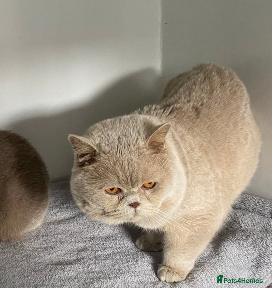 British Shorthair cats for sale: 5 chunky British shorthair kittens for sale  - Advert 10