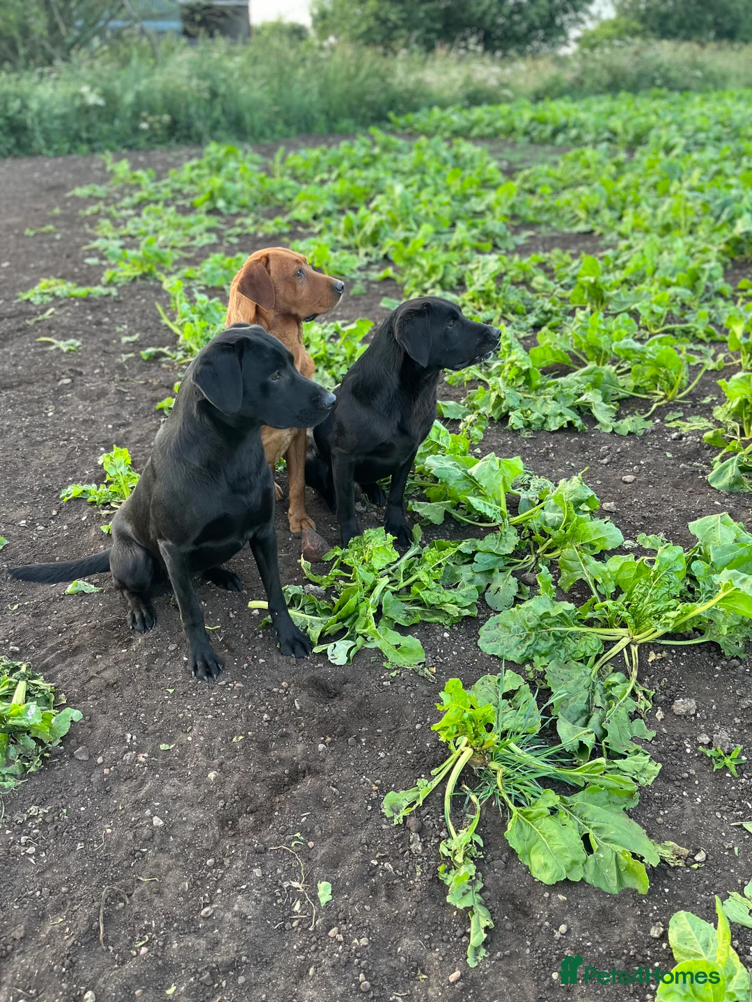 Labrador Retriever dogs for stud: Black labrador stud- FULLY HEALTH TESTED in Leyburn - Advert 5