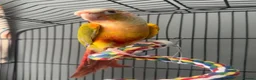 Conures birds for sale: Pineapple green cheek conure  in Wrexham - Advert 2