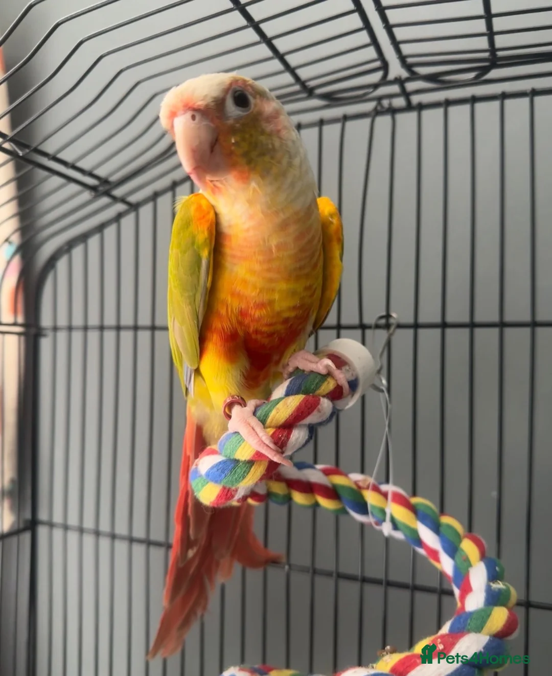 Conures birds for sale: Pineapple green cheek conure  in Wrexham - Advert 2