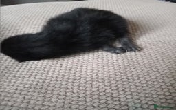 Turkish Angora cats for sale: Turkish angora  - Image 3