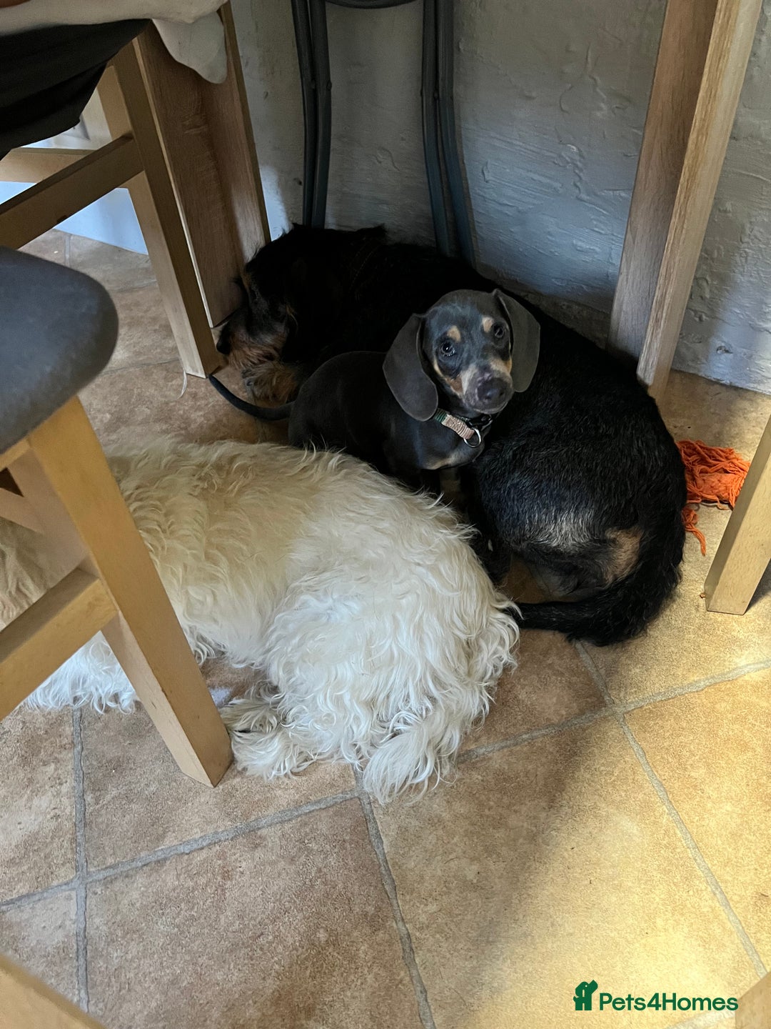 Miniature Dachshund dogs for sale: Blue and tan Miniature Smooth Dachshund  - Image 6