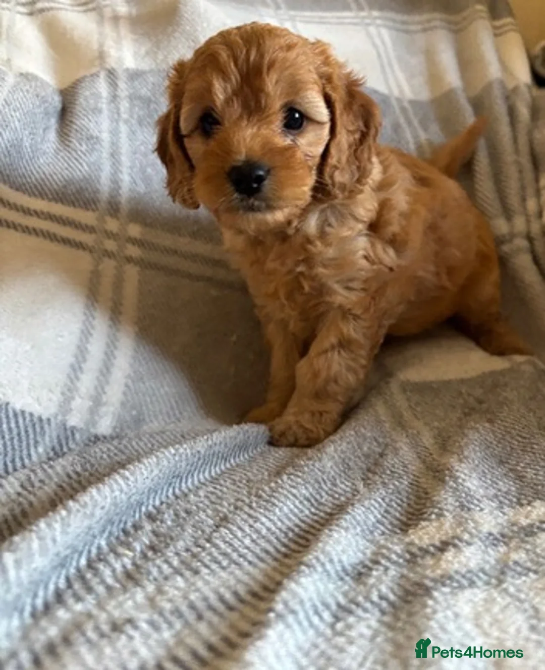 Cockapoo dogs for sale: Cockapoo Puppy - Advert 2