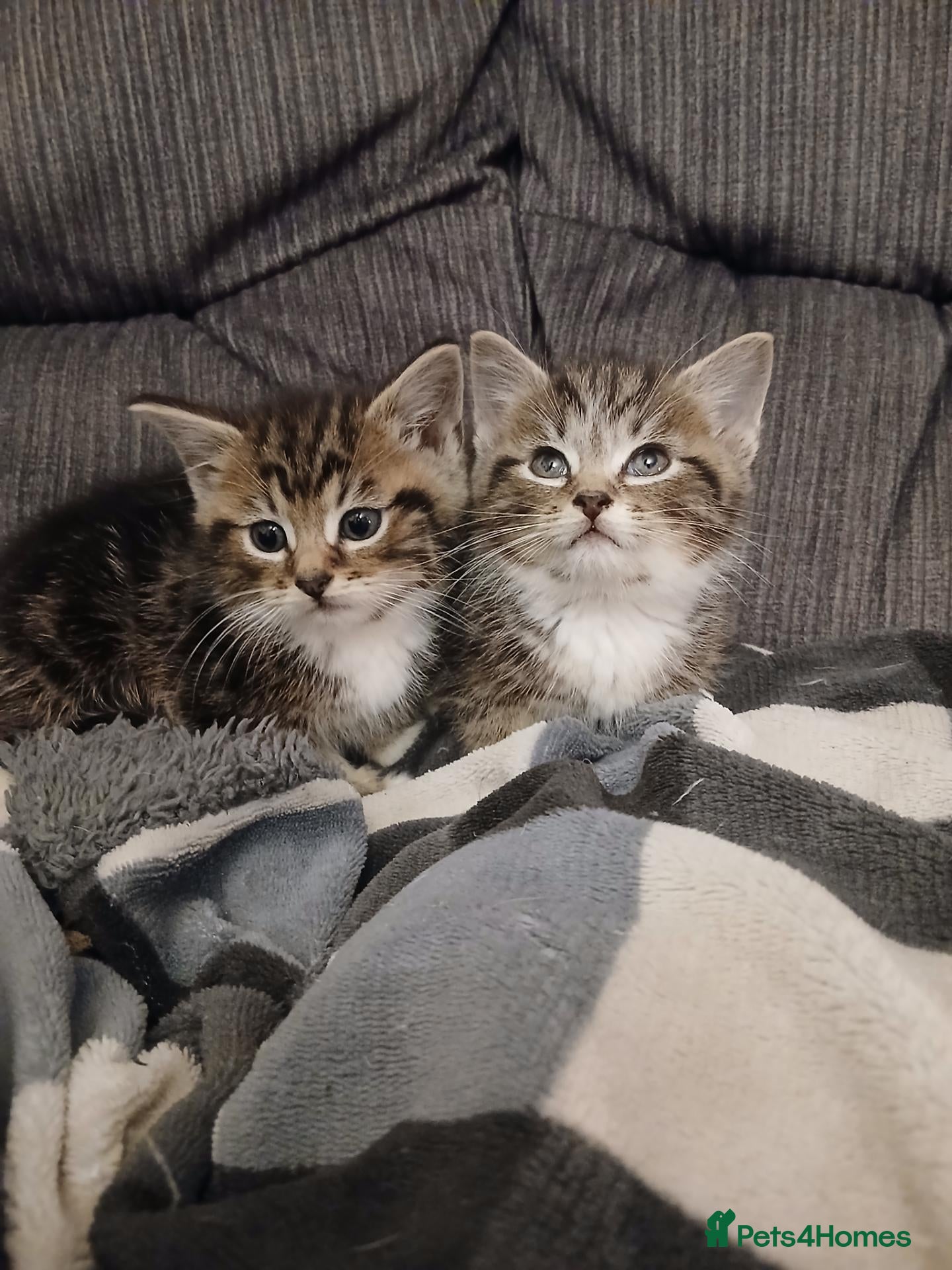 Maine Coon cats Beautiful cross kittens  - Advert 7