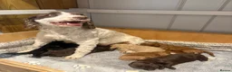Sproodle dogs for sale: Gorgeous Chocolate Puppies in Ludlow - Advert 6
