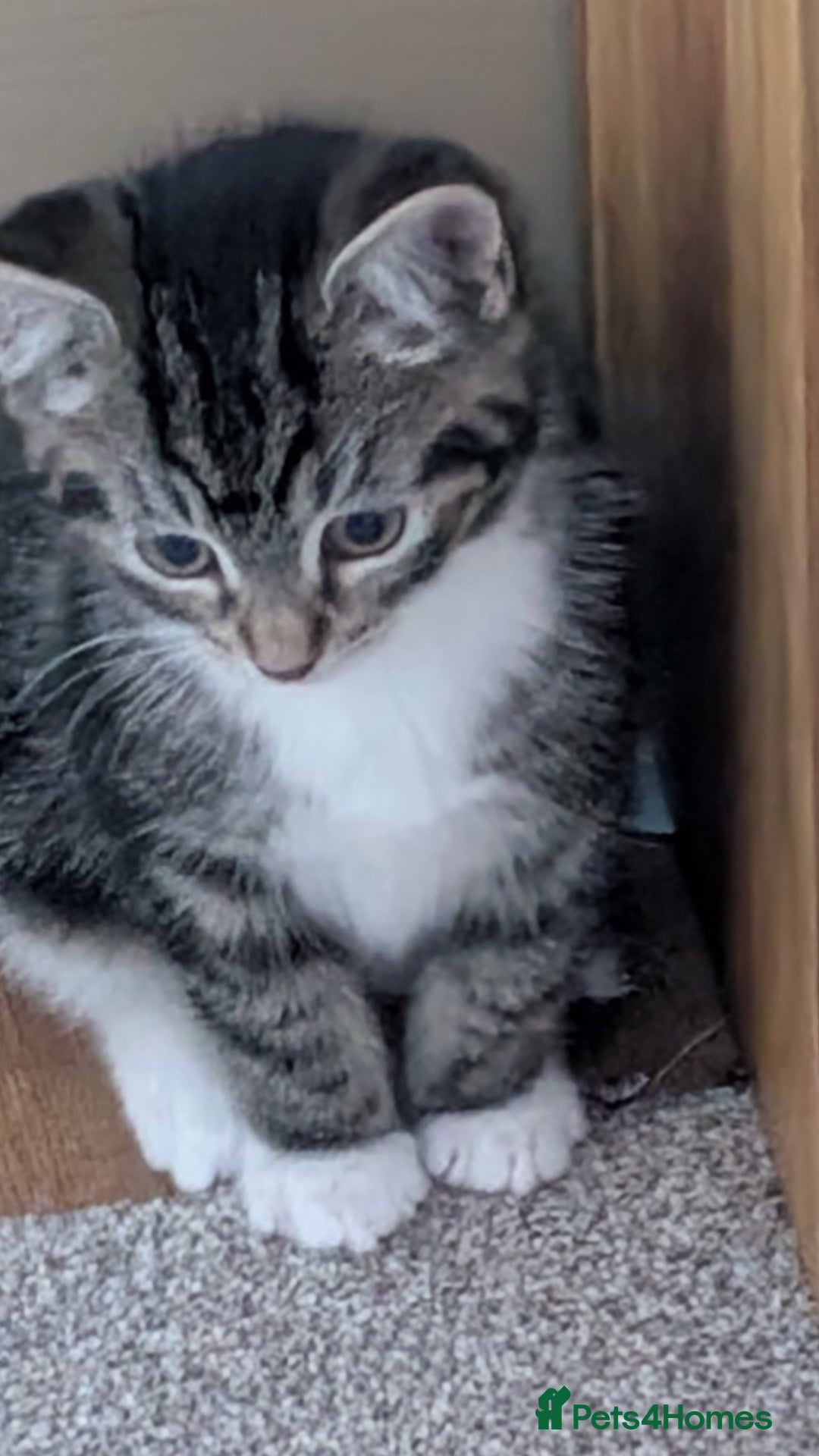 Mixed Breed cats for sale: Kittens for sale x3 - Advert 4