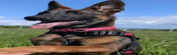 Belgian Shepherd Dog dogs for sale: 8 month old Belgian malinois  in Chesterfield - Advert 4