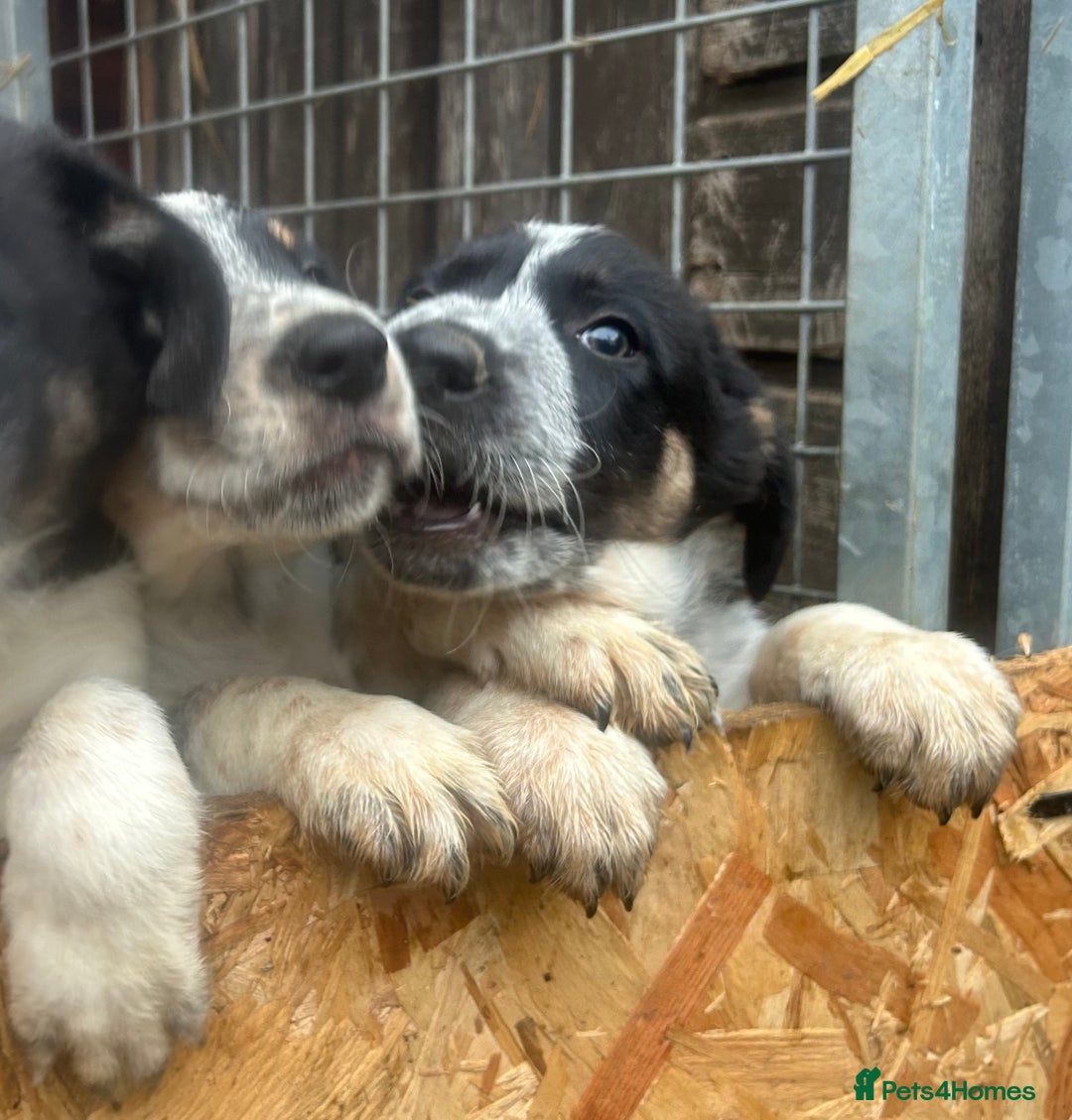 Border Collie dogs for sale: Gorgeous Border Collie - Advert 4