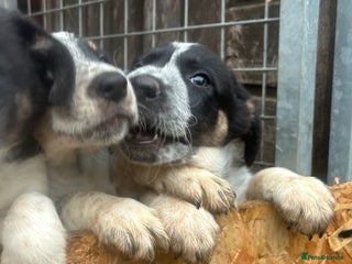 Border Collie dogs Gorgeous Border Collie - Advert 2