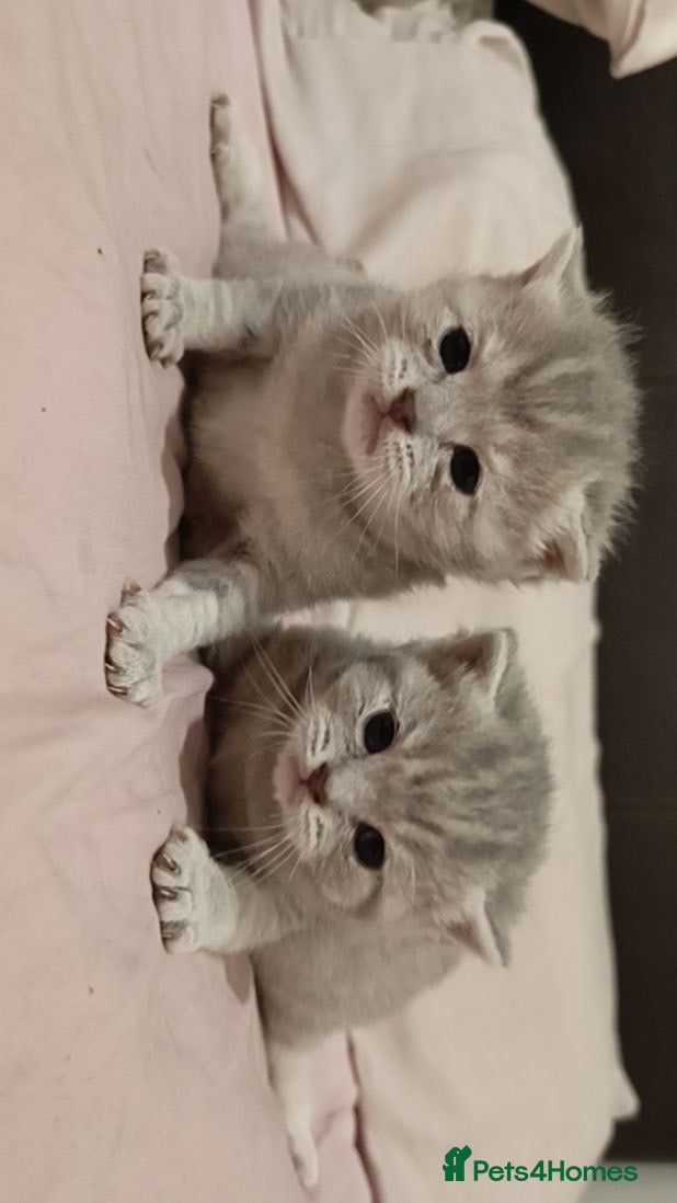 British Shorthair cats British shorthair kittens for sale - Advert 13