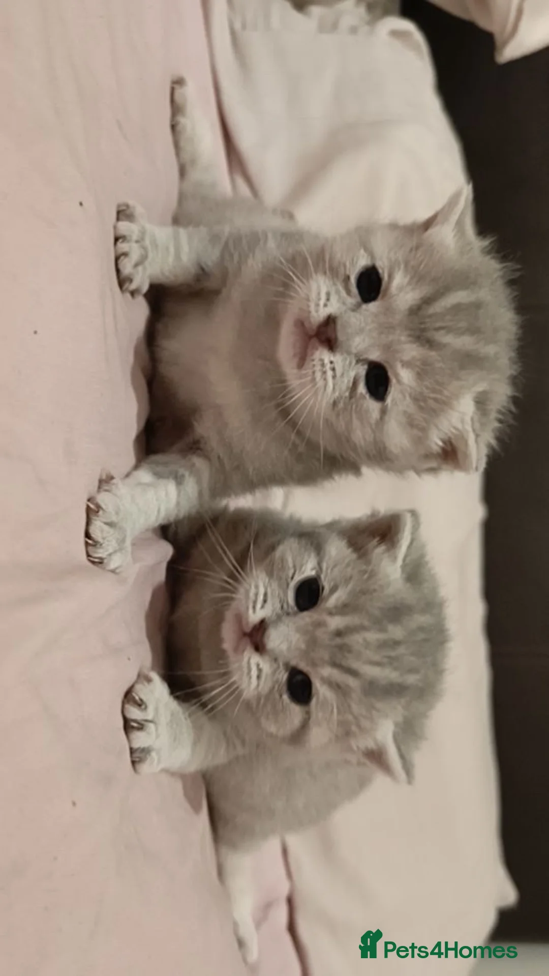 British Shorthair cats for sale: British shorthair kittens for sale - Advert 1