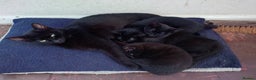 Mixed Breed cats for sale: 3 Black female kittens - Advert 1