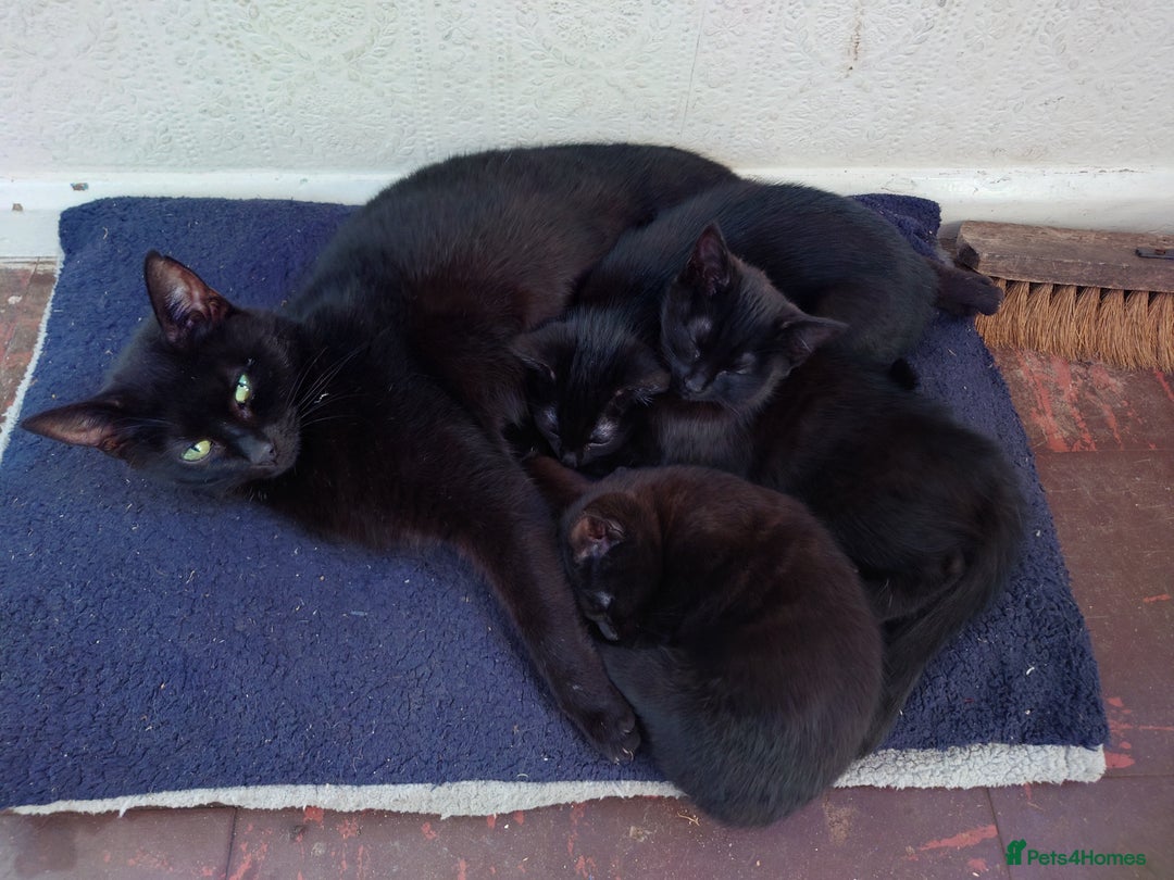 Mixed Breed cats for sale: 3 Black female kittens - Advert 1