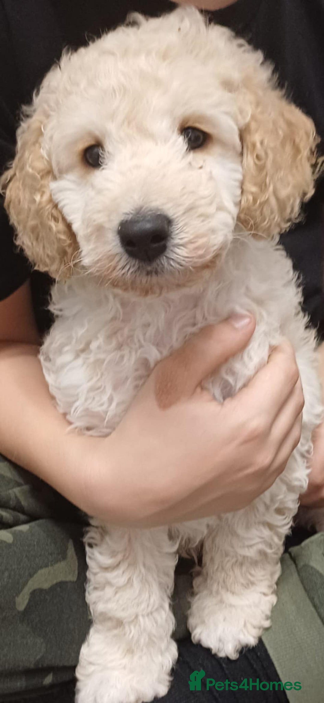 Cockapoo dogs for sale: Beautiful Little Cockapoo Boy  - Image 2