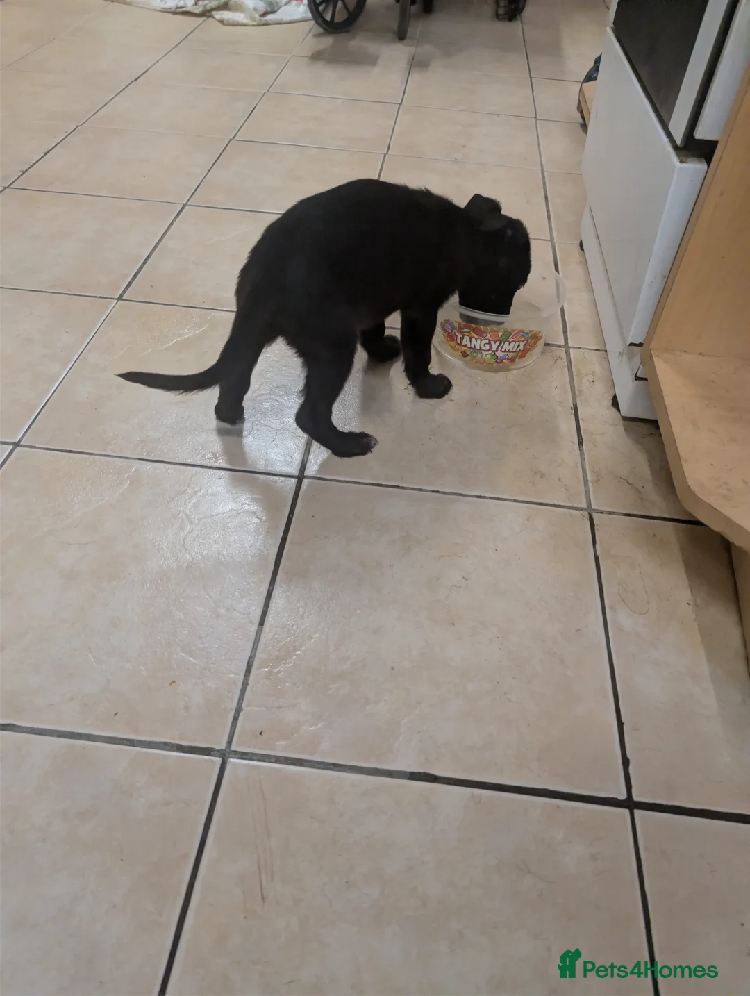 Mixed Breed dogs for sale: Cane corso x German shepherd pups  - Advert 23